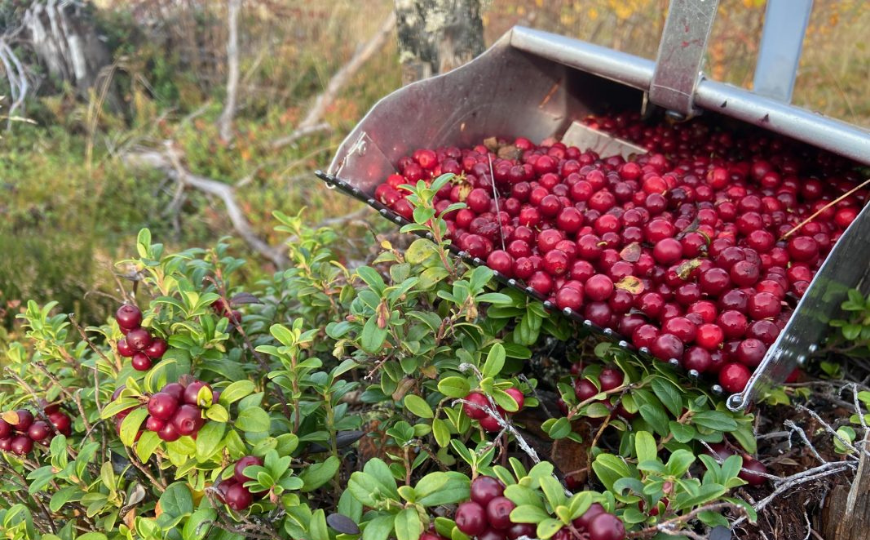 Viisi vinkkiä marjanpoimurin valintaan